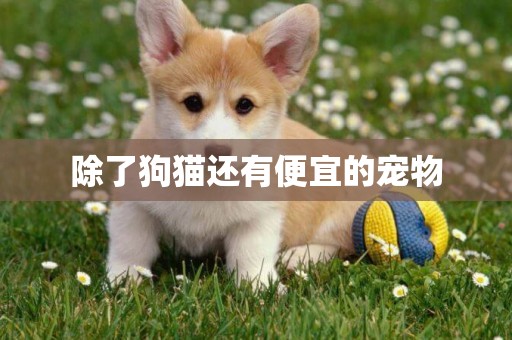 除了狗貓還有便宜的寵物