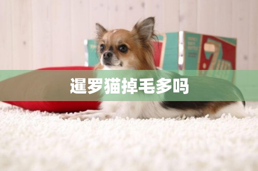 暹羅貓掉毛多嗎