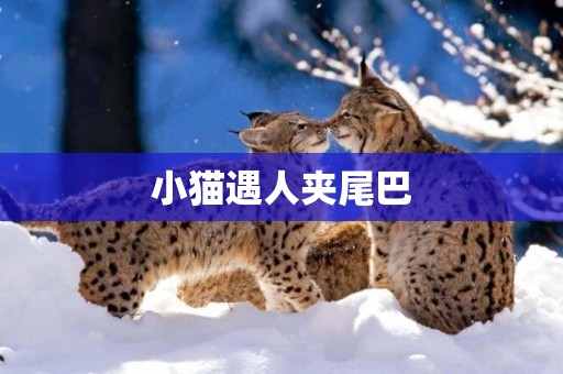 小貓遇人夾尾巴