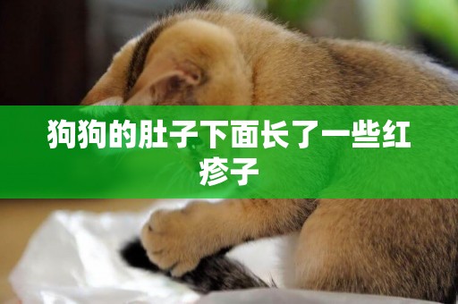 狗狗的肚子下面長了一些紅疹子
