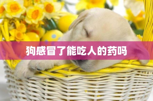 狗感冒了能吃人的藥嗎