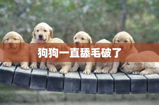 狗狗一直舔毛破了