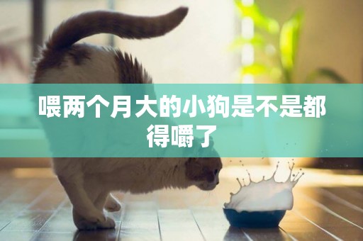 喂兩個月大的小狗是不是都得嚼了
