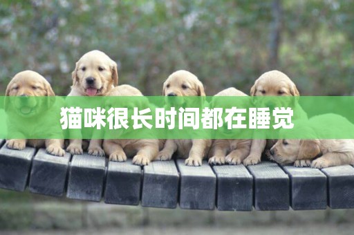貓咪很長時間都在睡覺