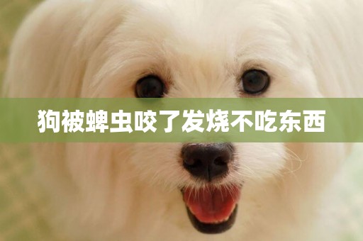 狗被蜱蟲咬了發燒不吃東西