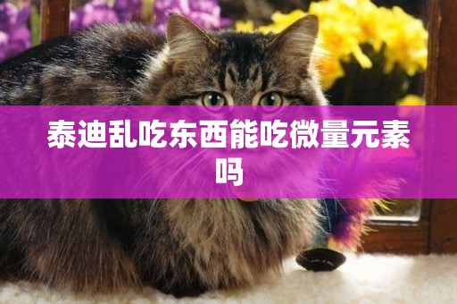 泰迪亂吃東西能吃微量元素嗎
