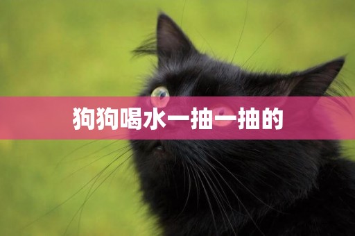 狗狗喝水一抽一抽的