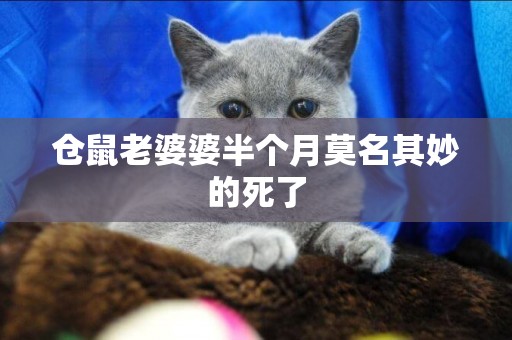 倉鼠老婆婆半個月莫名其妙的死了