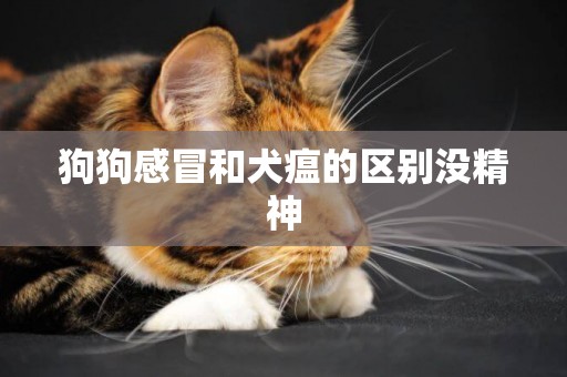 狗狗感冒和犬瘟的區別沒精神