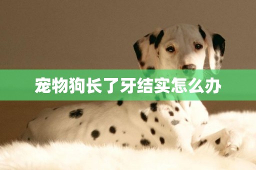 寵物狗長了牙結實怎么辦