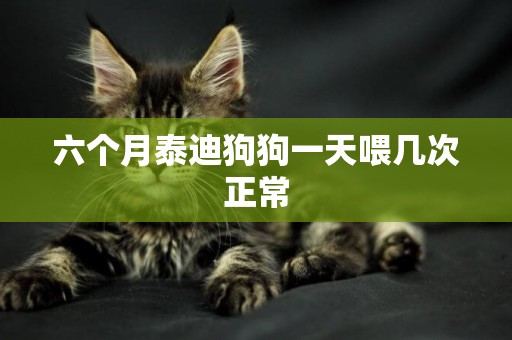 六個月泰迪狗狗一天喂幾次正常