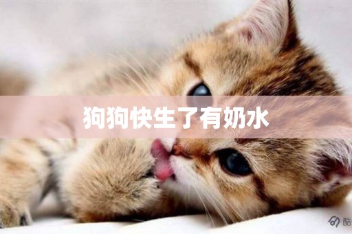 狗狗快生了有奶水