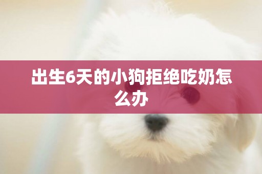 出生6天的小狗拒絕吃奶怎么辦