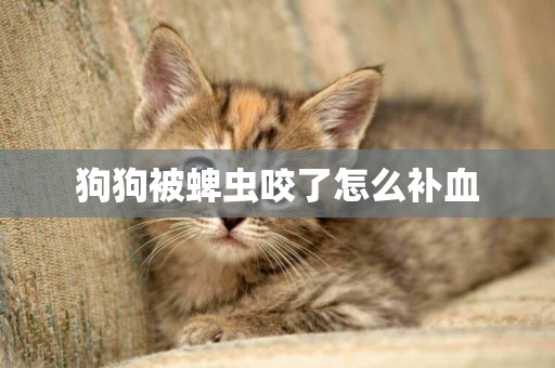 狗狗被蜱蟲咬了怎么補血