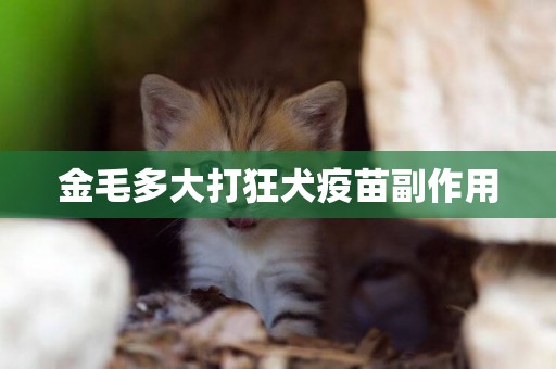 金毛多大打狂犬疫苗副作用