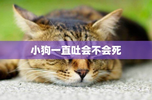 小狗一直吐會不會死