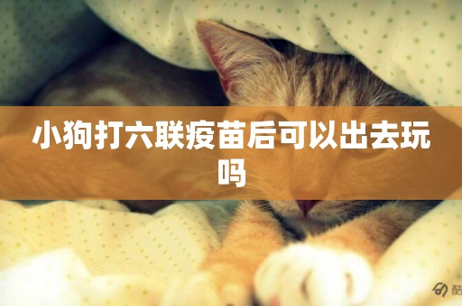 小狗打六聯疫苗后可以出去玩嗎