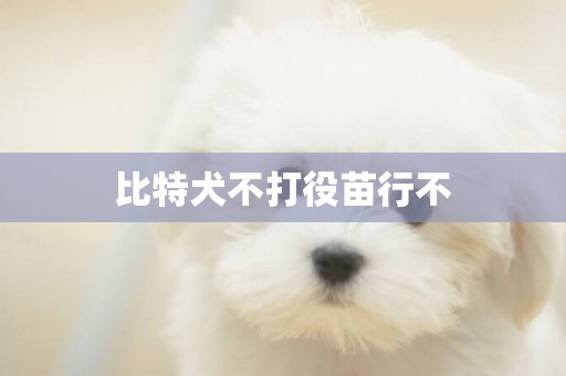 比特犬不打役苗行不