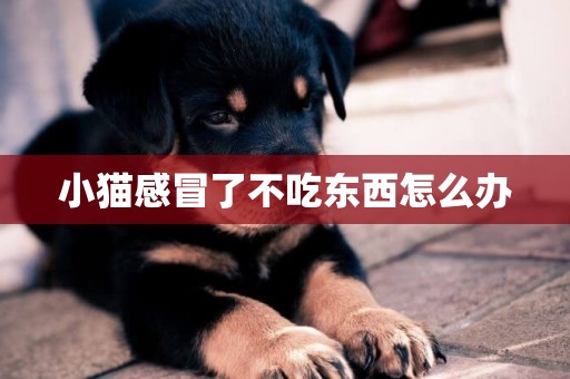 小貓感冒了不吃東西怎么辦