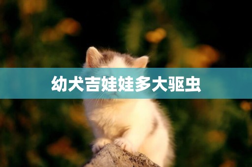 幼犬吉娃娃多大驅蟲