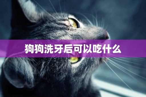 狗狗洗牙后可以吃什么
