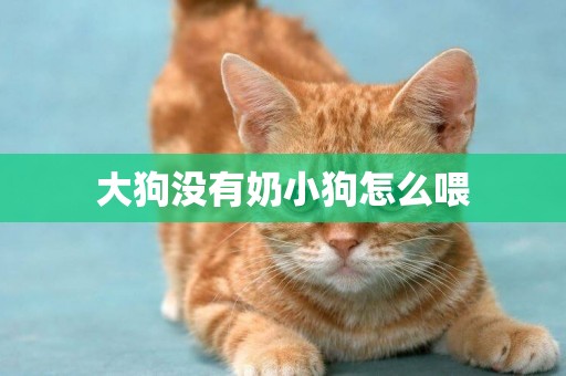 大狗沒有奶小狗怎么喂
