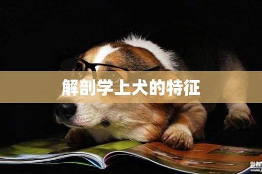 解剖學上犬的特征