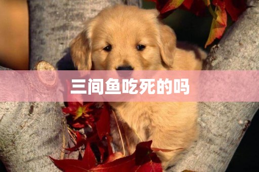 三間魚吃死的嗎