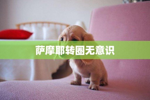 薩摩耶轉圈無意識