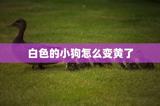白色的小狗怎么變黃了