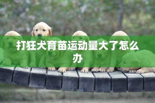 打狂犬育苗運動量大了怎么辦