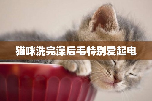 貓咪洗完澡后毛特別愛起電