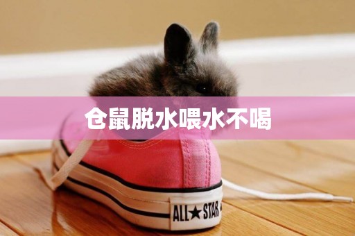 倉鼠脫水喂水不喝