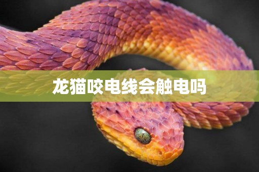 龍貓咬電線會觸電嗎