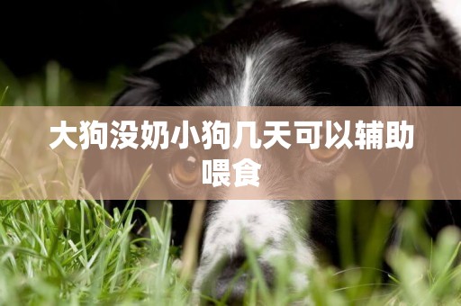 大狗沒奶小狗幾天可以輔助喂食