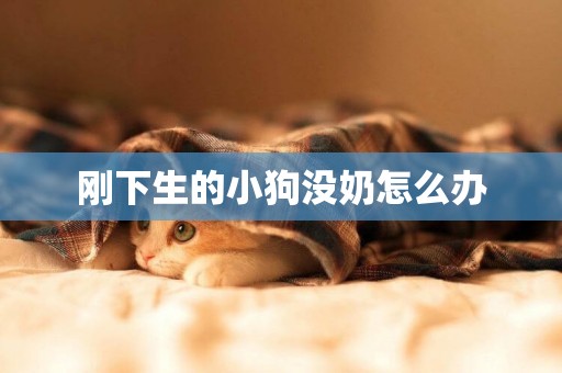剛下生的小狗沒奶怎么辦