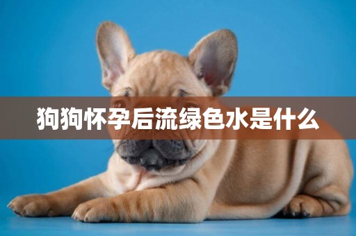 狗狗懷孕后流綠色水是什么