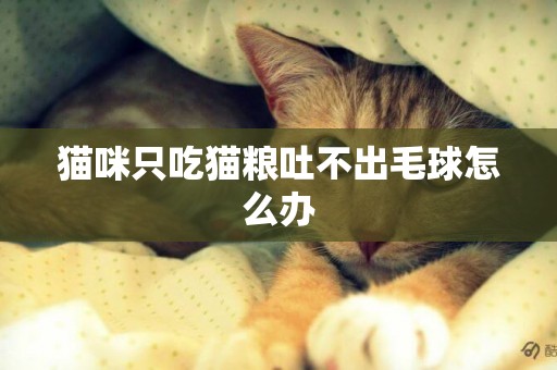 貓咪只吃貓糧吐不出毛球怎么辦