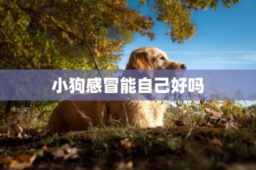 小狗感冒能自己好嗎