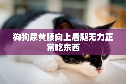 狗狗尿黃腰向上后腿無力正常吃東西