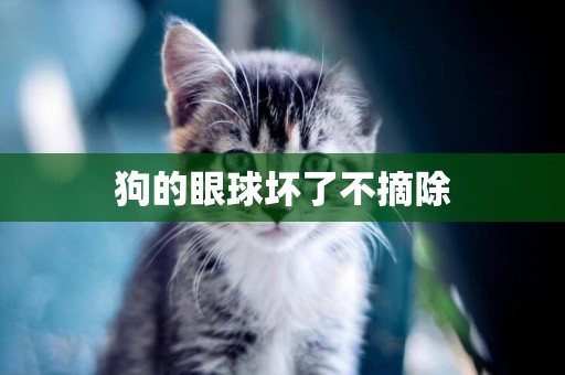狗的眼球壞了不摘除