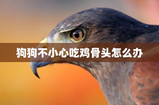 狗狗不小心吃雞骨頭怎么辦