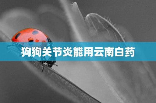 狗狗關節炎能用云南白藥