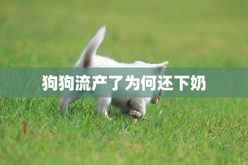 狗狗流產了為何還下奶