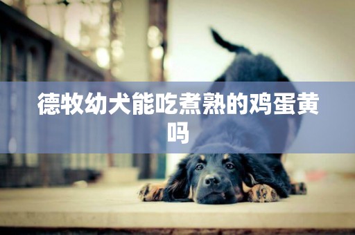 德牧幼犬能吃煮熟的雞蛋黃嗎