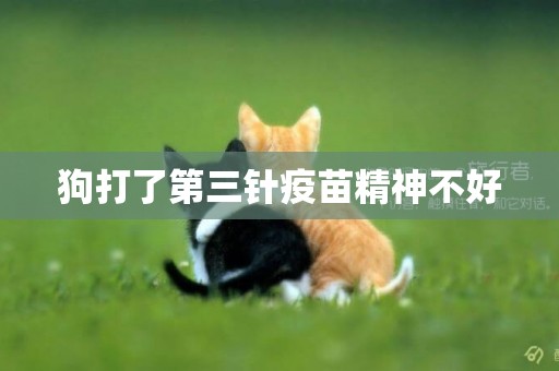 狗打了第三針疫苗精神不好