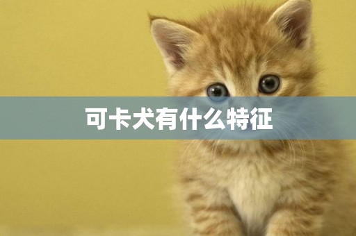 可卡犬有什么特征