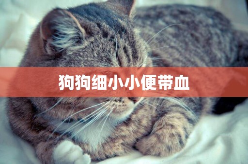 狗狗細小小便帶血