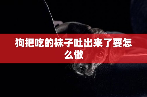 狗把吃的襪子吐出來了要怎么做