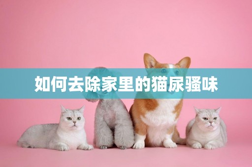 如何去除家里的貓尿騷味